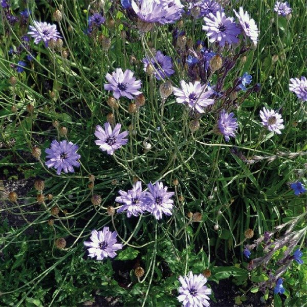 Producto - Catananche caerulea