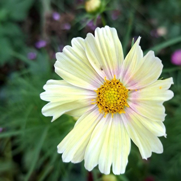 Producto - Cosmos Apricot Lemonade