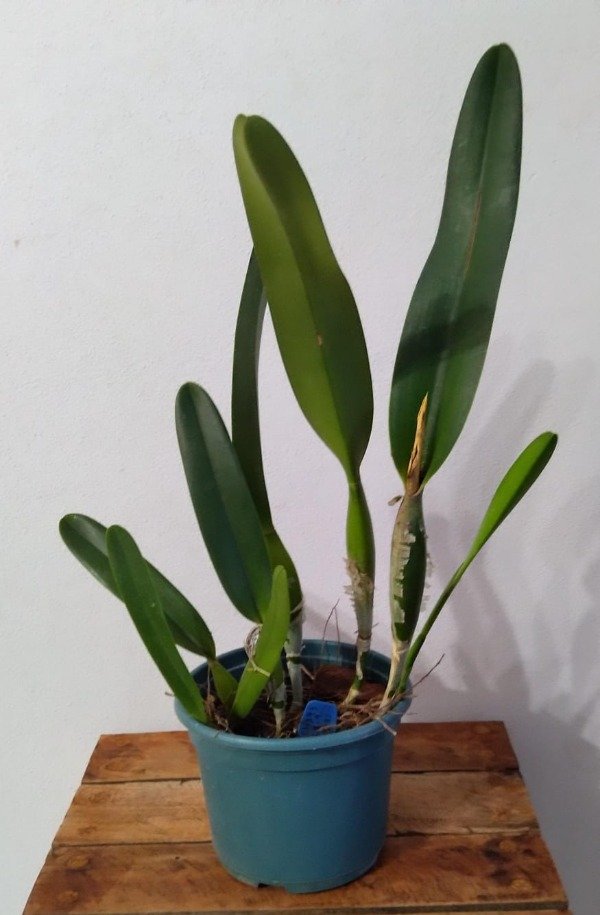 Producto - Laelia Purpurata Rubra x Self - 3