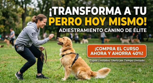 Producto - Adiestramiento Canino (Videos)