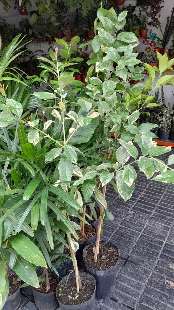 Miniatura de producto - 5