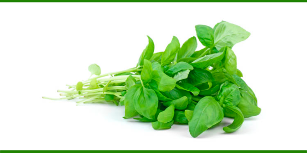 Producto - Albahaca agroecológica x 50 gr de Bioma