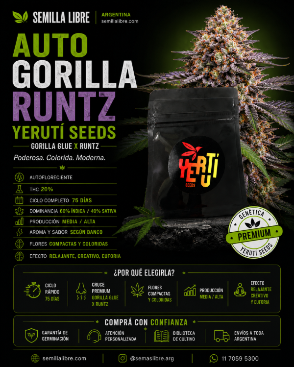 Producto - AUTO GORILLA RUNTZ - YERUTÍ SEEDS. Pack 4 semillas - 1