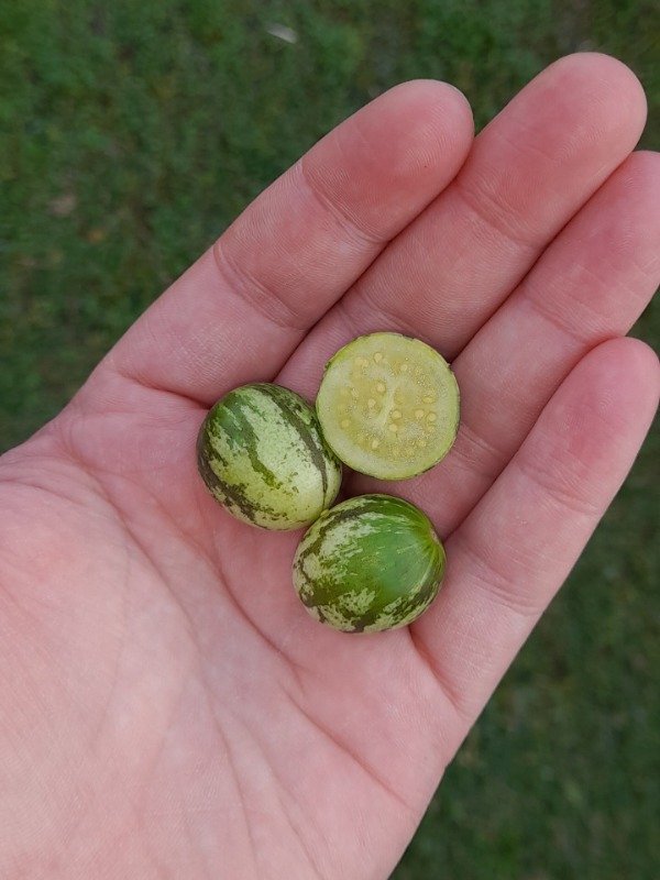 Producto - 15 Semillas de Tzimbalo o Pepino Llorón (Solanum Caripense) - 1