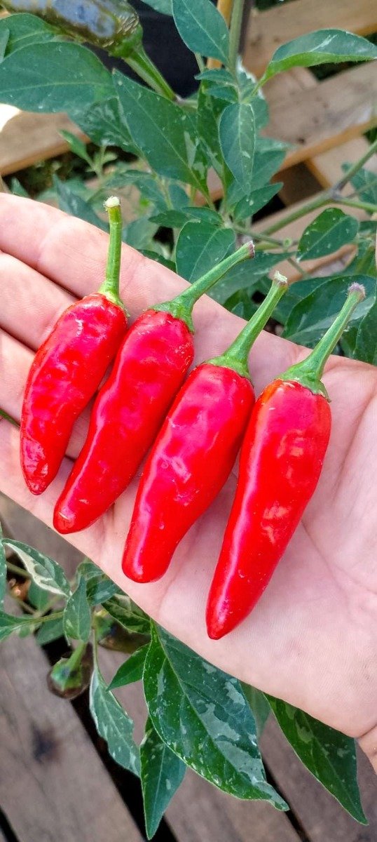 Producto - Semillas de ají picante YARARA , o black cobra variegado