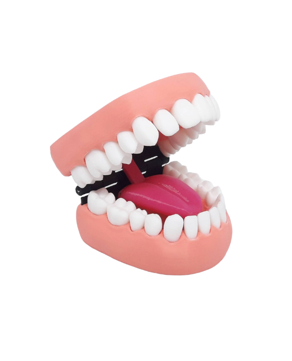 Producto - Modelo Dental Didáctico Tipodonto