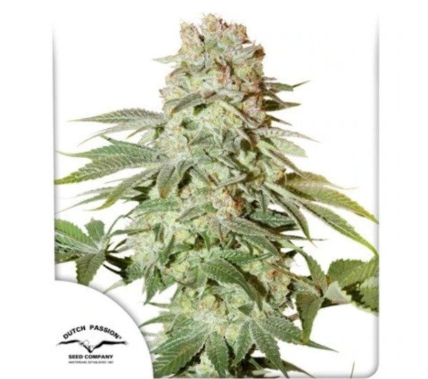 Producto - Auto Power Plant
