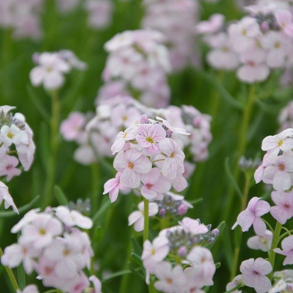 Producto - 30 Semillas Aethionema grandiflorum