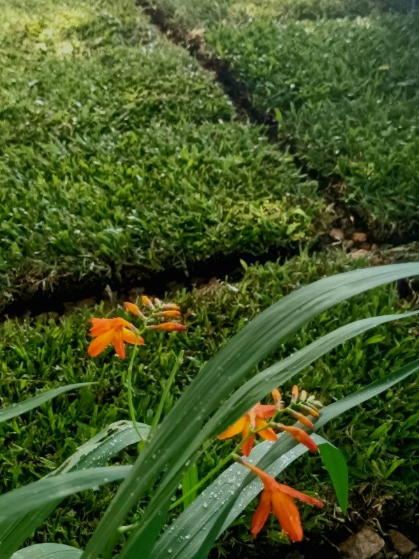 Producto - Grama Bahíana - 1