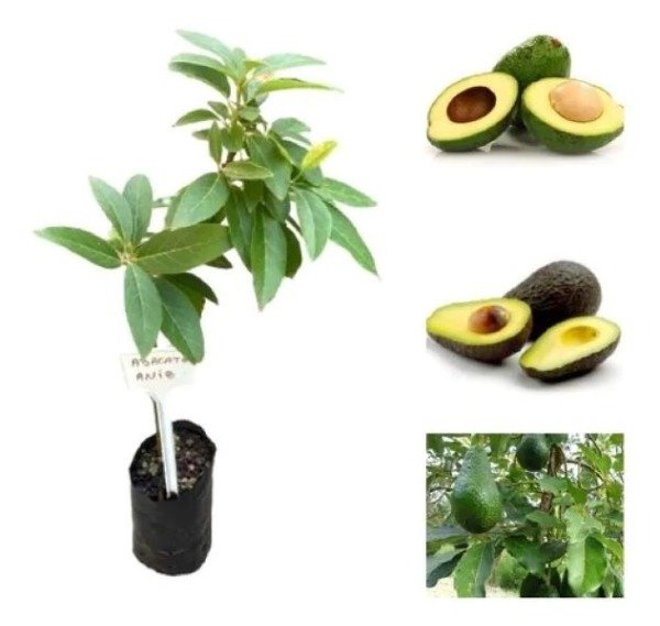 Producto - Combo de 2 Paltas injertadas