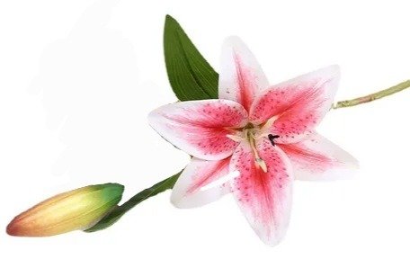 Producto - Flor de lirio