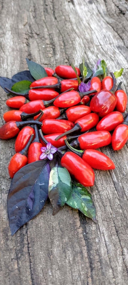 Producto - Semillas de ají picante black namaqualand (fenotipo oscuro)