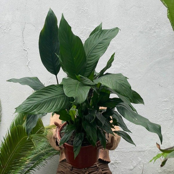 Producto - spathiphyllum m24