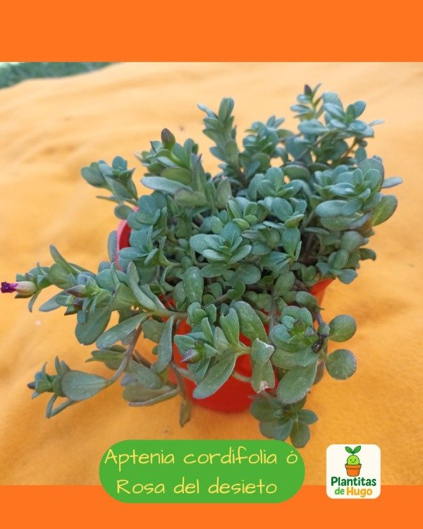 Producto - Aptenia cordifolia ó Rosa del desierto