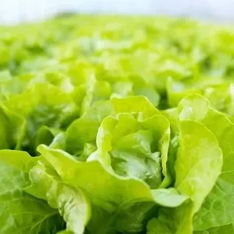 Producto - Lechuga manteca