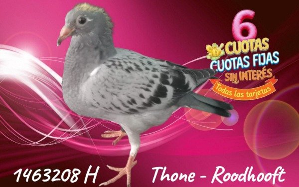 Producto - 1463208 H Thone - Roodtooft