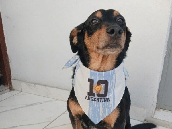 Producto - Bandanas argentinas surtidas en diseños x 12