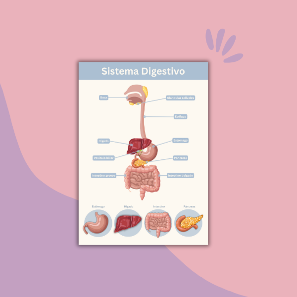 Producto - Sistema digestivo
