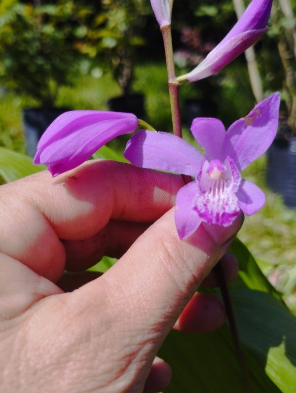 Producto - Bletilla striata