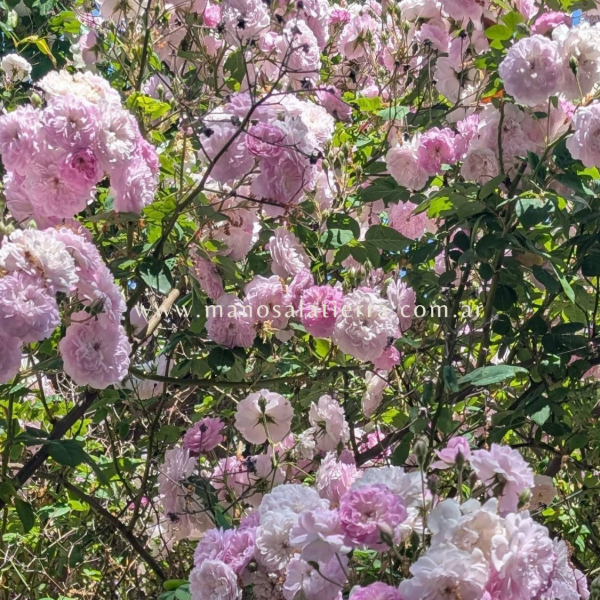 Producto - Rosal Clg. Laure Davoust - 7