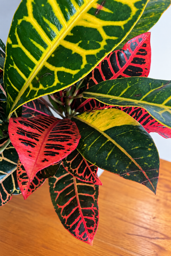 Producto - Croton Petra Grande - 2