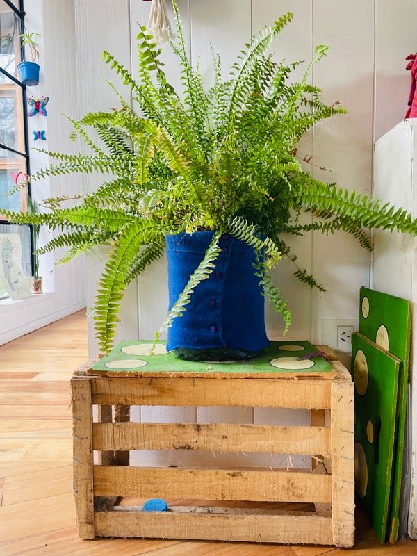 Producto - Helecho maceta bremer azul