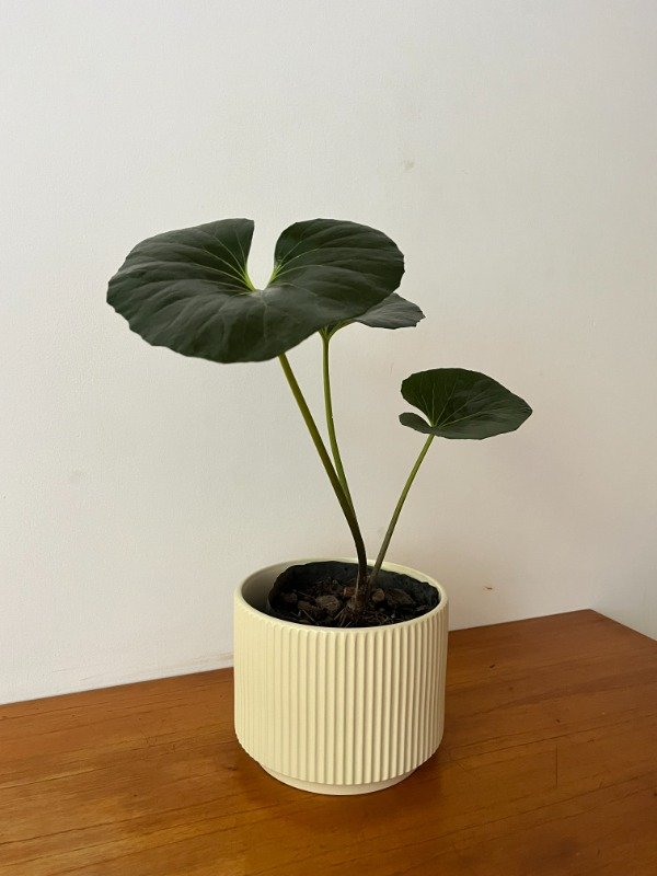 Producto - Boina de Vasco chica