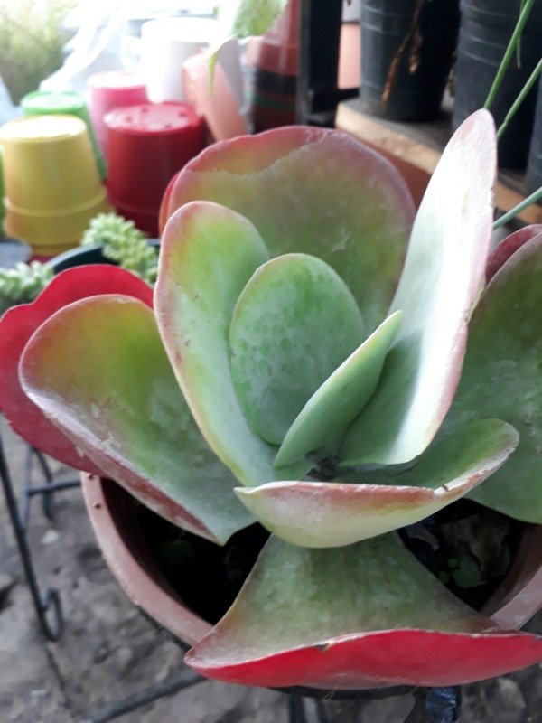 Producto - Kalanchoe thyrsiflora - 1