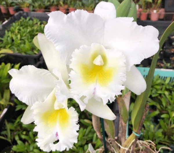 Producto - BLC Pastoral Inocence - 0