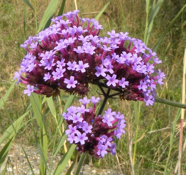 Producto - Verbena bonariensis