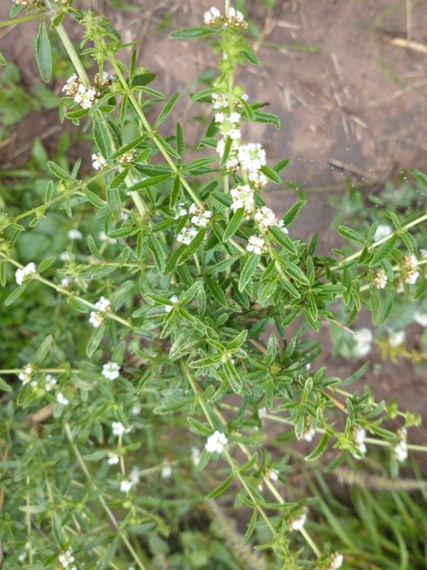 Producto - POLEO (Lippia turbinata)