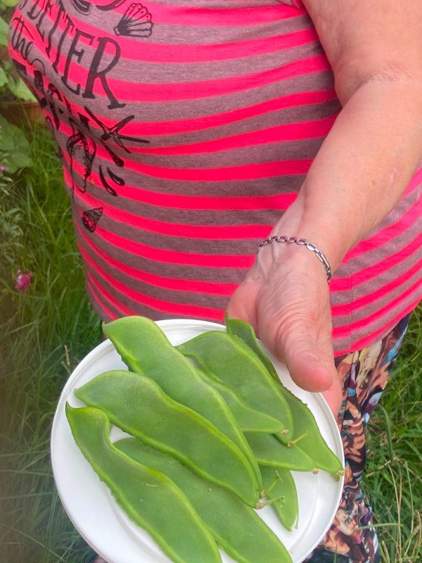 Producto - Semillas agroecologicas de chaucha
