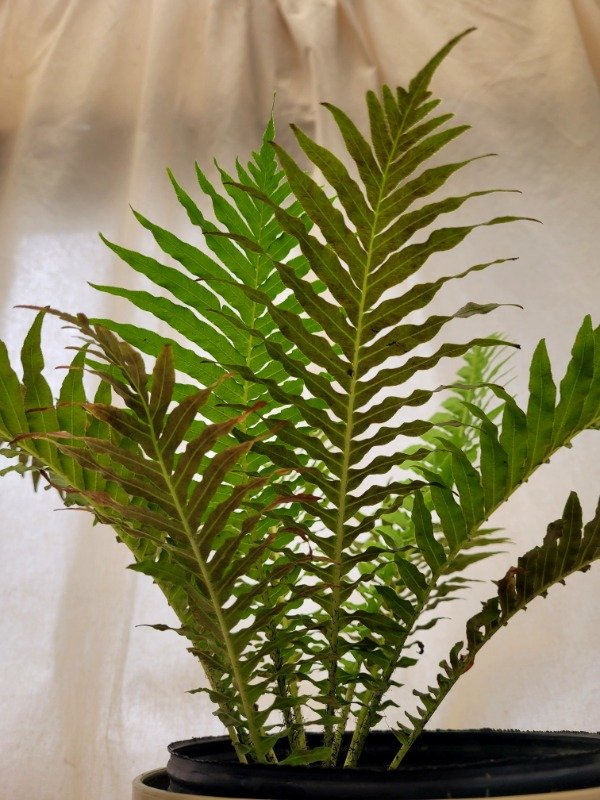 Producto - Helecho Blechnum Gibbum