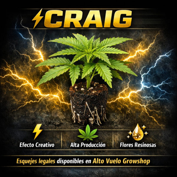 Producto - Esqueje Craig - Yeruti