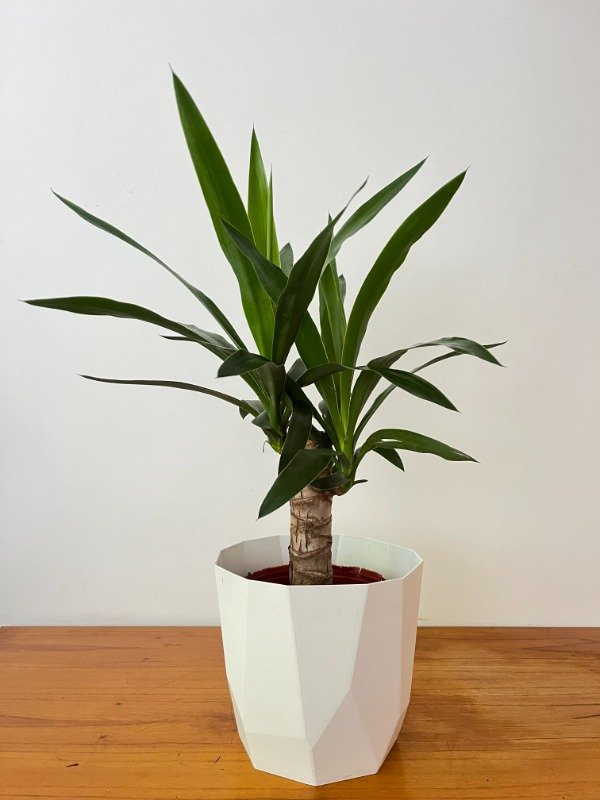 Producto - YUCA + MACETA N24/25