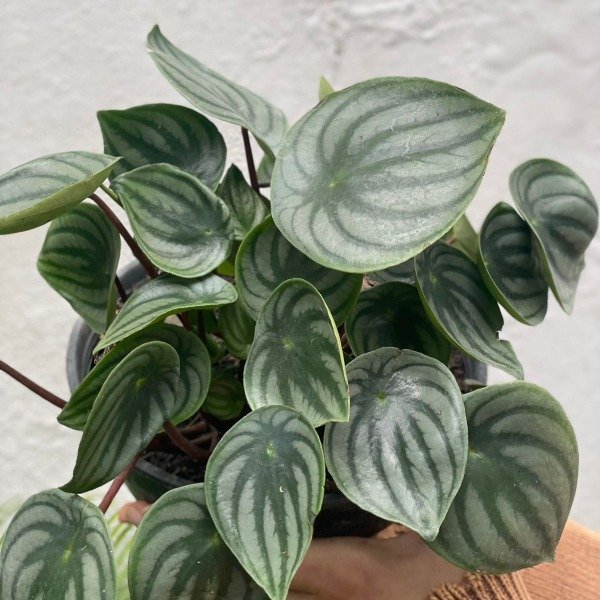 Producto - Peperomia watermelon b18