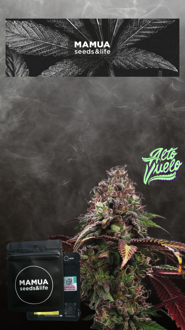 Producto - Semillas Mamua Seeds Phantom Ice (4 UND)