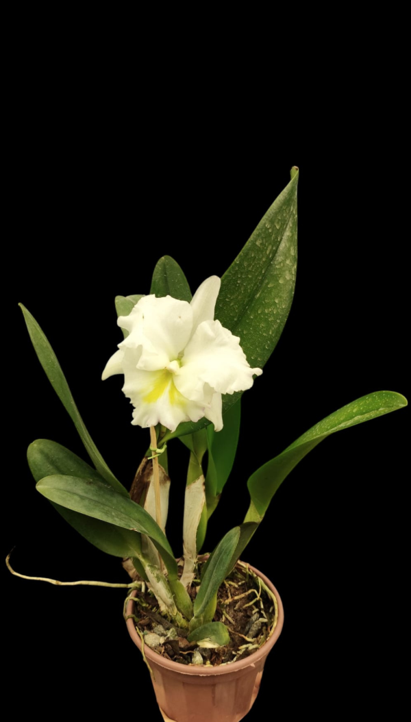 Producto - Cattleya Blanca