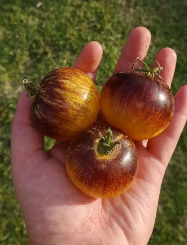 Producto - 15 Semillas de Tomate Stripes of Yore