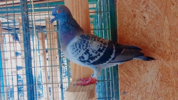 Producto - 1903435/25 Hembra Escamada Zundex - Roodhooft