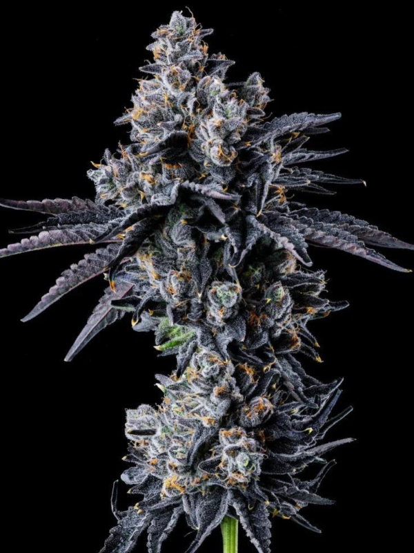 Producto - RS11 x3 - ADN Seeds - 0