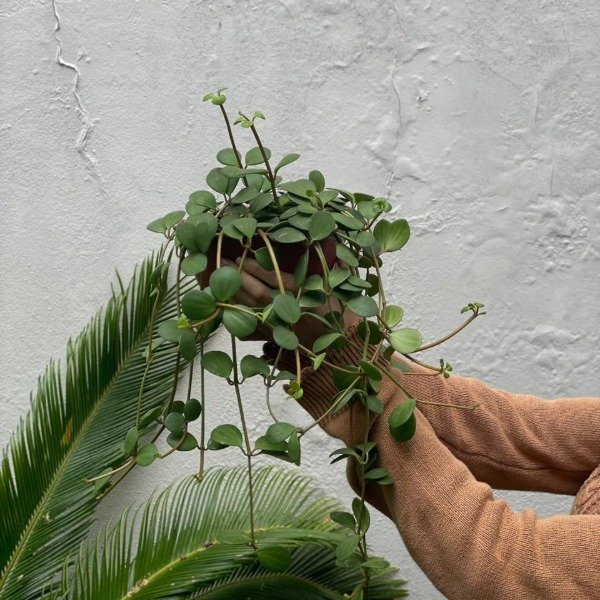 Producto - Peperomia hope b18