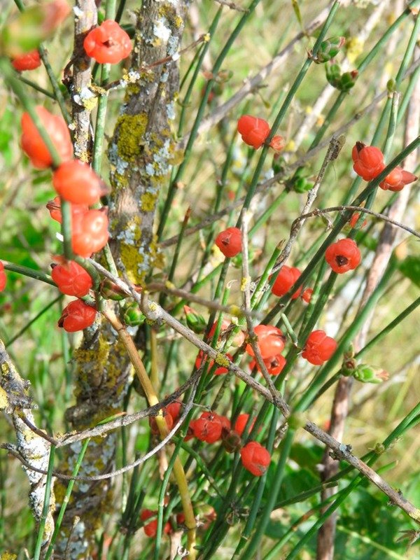 Producto - PICO DE LORO/TRAMONTANA (Ephedra triandra)