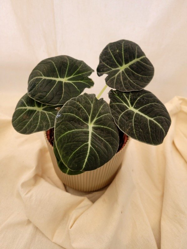 Producto - Alocasia Black Velvet