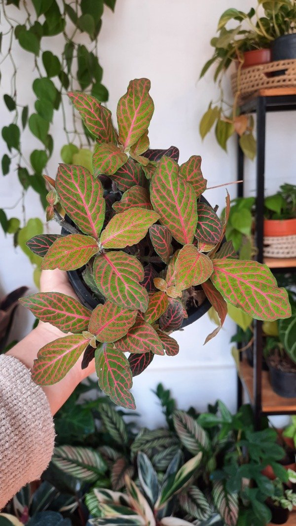 Producto - Fittonia verde y rosa