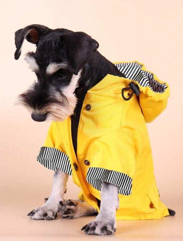 Producto - Piloto impermeable para lluvia