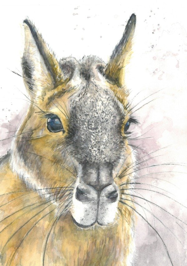 Producto - Mara (Serie Patagónica)