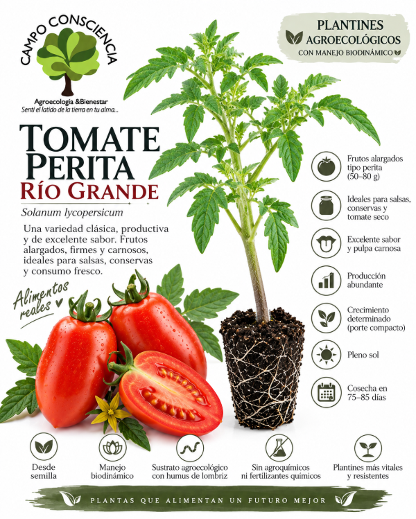 Producto - Plantín Agroecológico - Tomate Perita Río Grande
