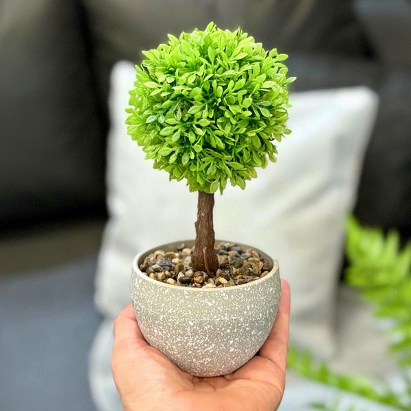 Producto - Planta Con Maceta 371150