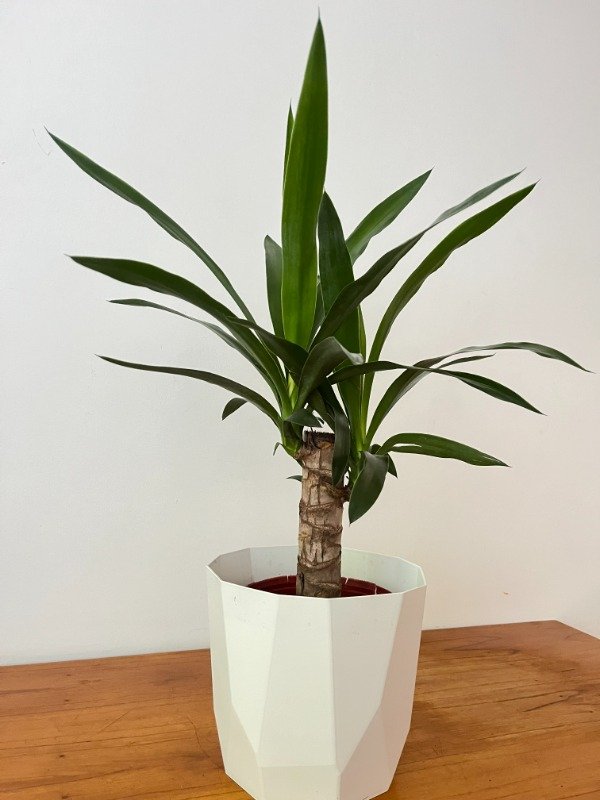 Producto - Yuca mediana